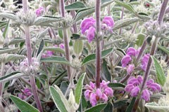 Phlomis purpurea