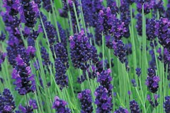 Lavandula 'Munstead'