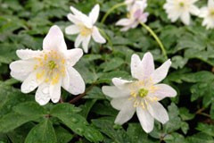 Anemone nemorosa