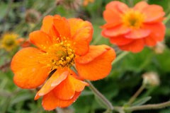 Geum 'Tangerine'