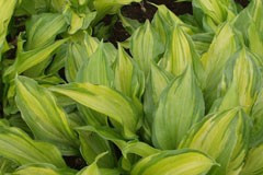 Hosta 'Aureomarginata'