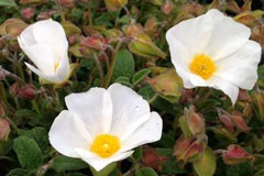 Cistus salvifolius