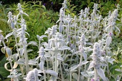 Stachys byzantina 'Lambs Ears'