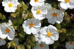 Cistus 'Snow White'