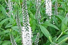 Veronica spicata Alba