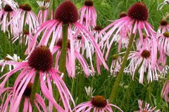 Echinacea pallida