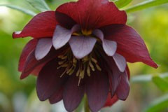 Helleborus 'Double Purple'