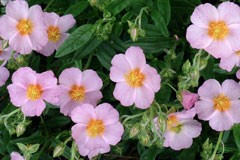 Helianthemum 'Pink Gem'