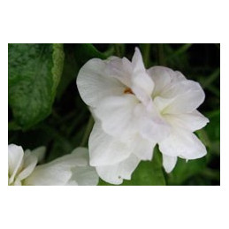 Viola odorata 'Swanley White'