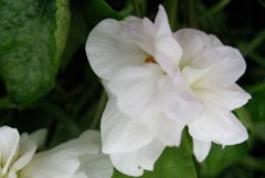 Viola odorata 'Swanley White'