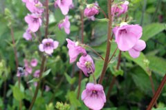 Diascia rigescens