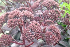 Sedum 'Matrona'