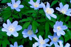 Anemone nemorosa 'Blue Queen'