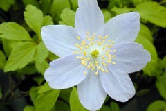 Anemone nemorosa 'Robinsoniana'