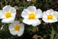 Cistus salvifolius 'Prostrate'