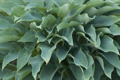 Hosta 'Blue Arrow'