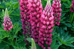 Lupinus 'Russells Nanum Red'