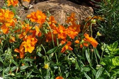 Helianthemum 'Copper'