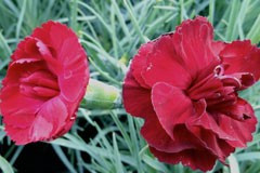 Dianthus 'Mrs Gullen'