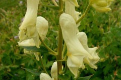 Aconitum vulparia