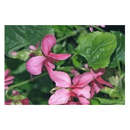 Viola odorata 'Rose Pink'