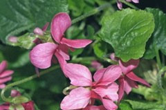 Viola odorata 'Rose Pink'