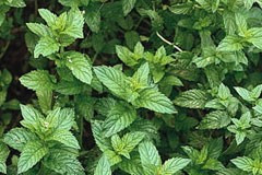 Mint Moroccan Spearmint