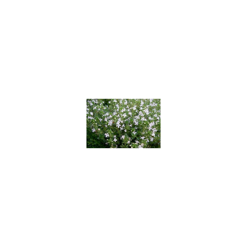 Thyme Lawn White