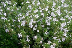 Thyme Lawn White