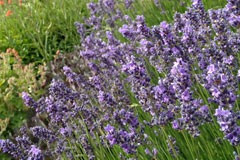 Lavender English 'Hidecote'