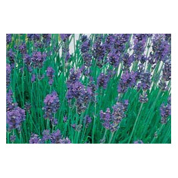 Lavender English 'Munstead'