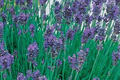 Lavender English 'Munstead'
