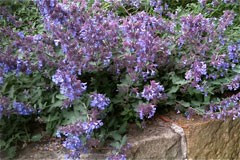 Catmint