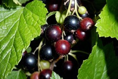 Currant Black