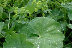 Ladies Mantle