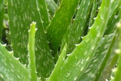 Aloe vera