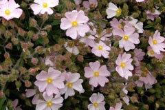 Cistus 'Silver Pink'