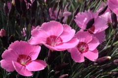 Dianthus plumarius