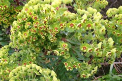 Euphorbia wulfennii x martinnii