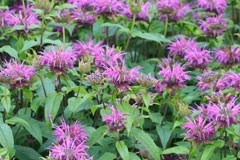 Monarda 'Donnerwolke'