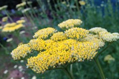 Achillea 'Cloth of Gold'