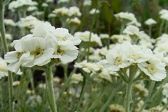 Achillea 'Cotton Tuft'