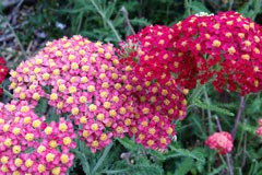 Achillea 'Paprika'