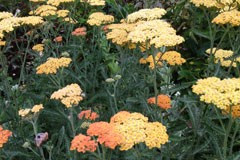 Achillea 'Terracotta'