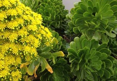 Aeonium canariense