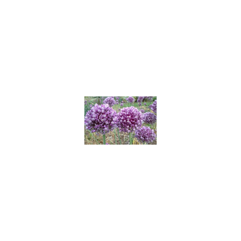 Allium hollandicum 