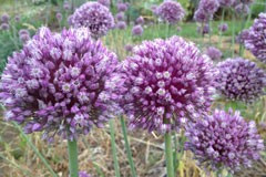 Allium hollandicum 