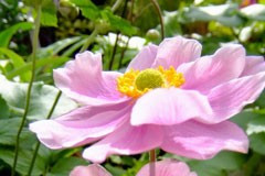 Anemone 'Serenade'