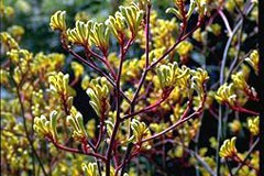 Anigozanthos 'Haze'