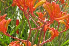 Anigozanthos 'Orange Cross'